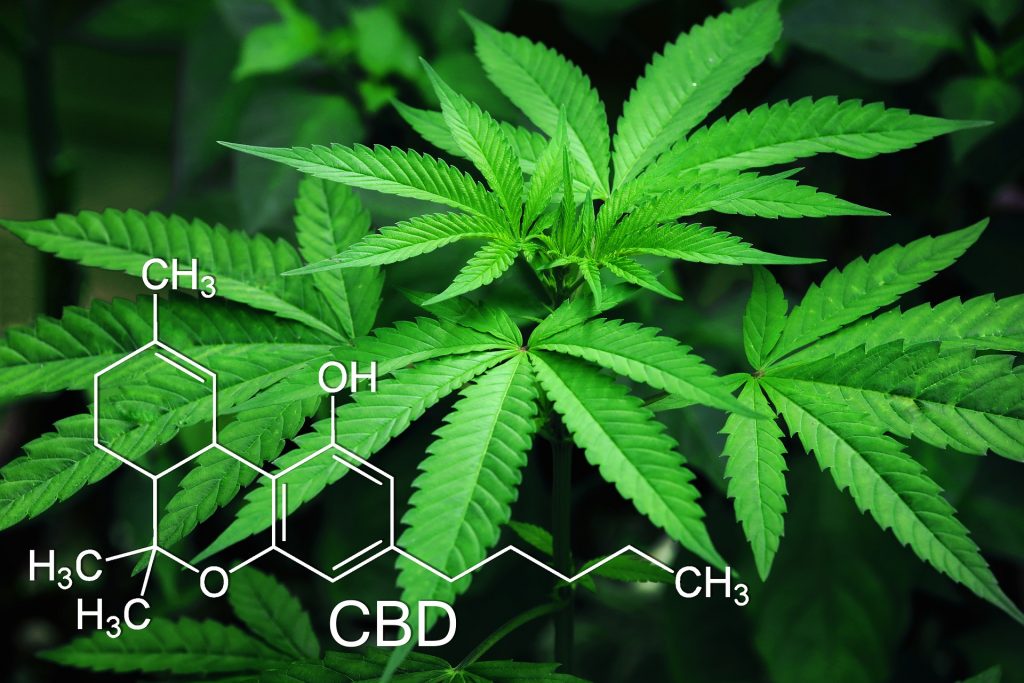 Cannabis et formule CBD